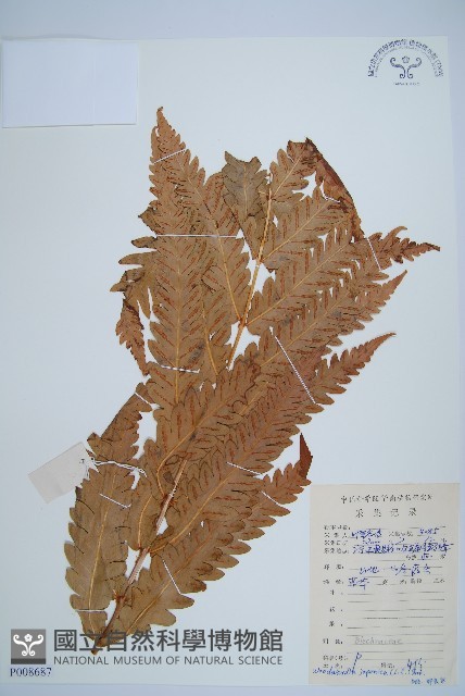 日本狗脊蕨藏品圖，第1張