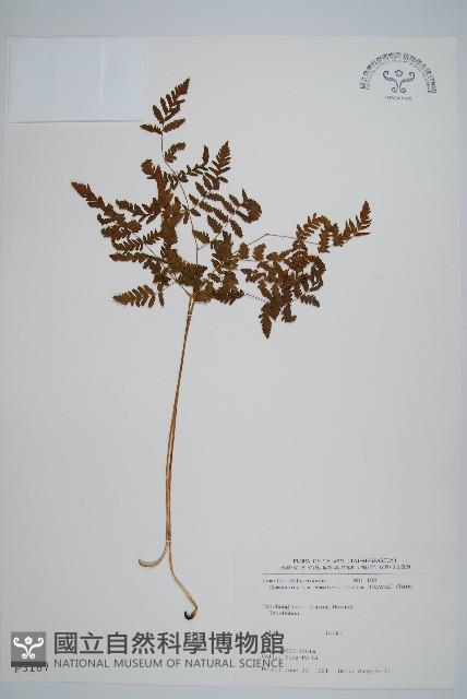 細裂羽節蕨藏品圖，第1張