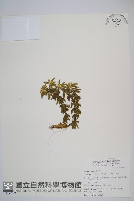 千層塔藏品圖，第1張