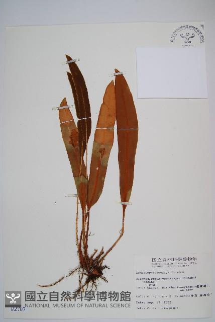 垂葉舌蕨藏品圖，第1張