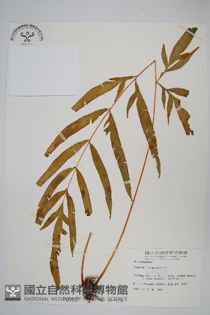 臺灣鳳尾蕨藏品圖，第1張