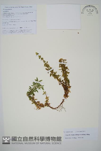 皺邊石松藏品圖，第1張