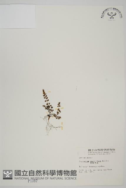 姬鐵角蕨藏品圖，第1張