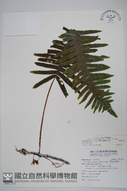 臺灣水龍骨藏品圖，第1張