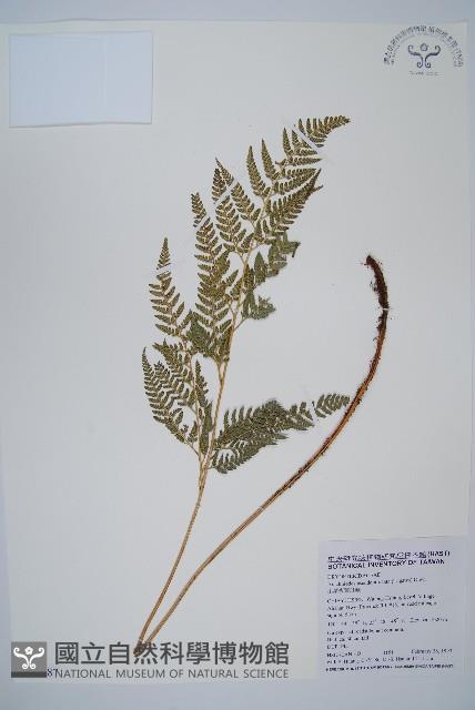 小葉複葉耳蕨藏品圖，第1張