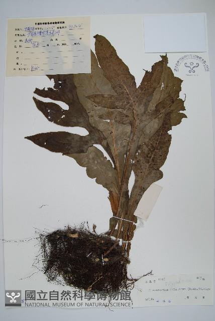 箭葉星蕨藏品圖，第1張