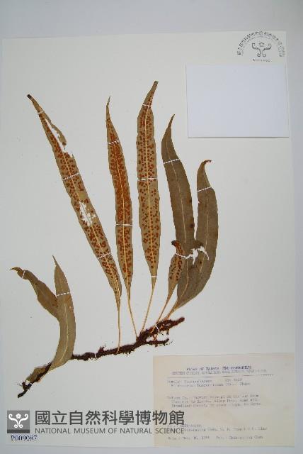 波氏星蕨藏品圖，第1張