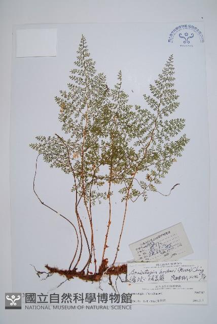 宿枝小膜蓋蕨藏品圖，第1張