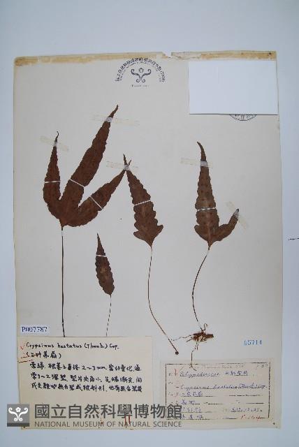 三葉茀蕨藏品圖，第1張