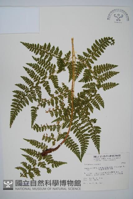 毛苞擬複葉耳蕨藏品圖，第1張