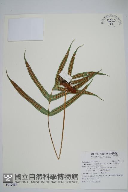 掌葉茀蕨藏品圖，第1張