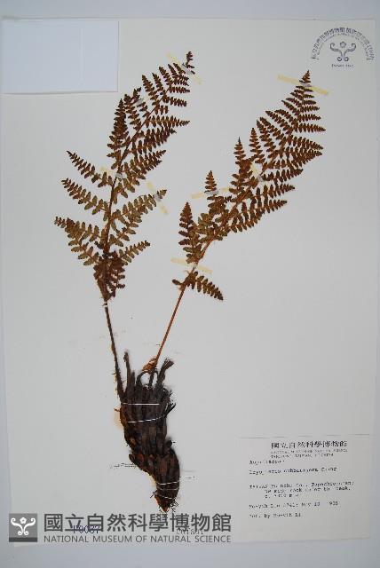 近多鱗毛蕨藏品圖，第1張