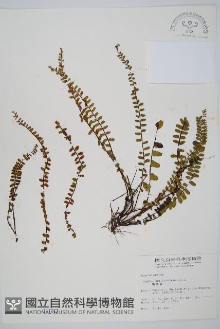 鐵角蕨藏品圖，第1張