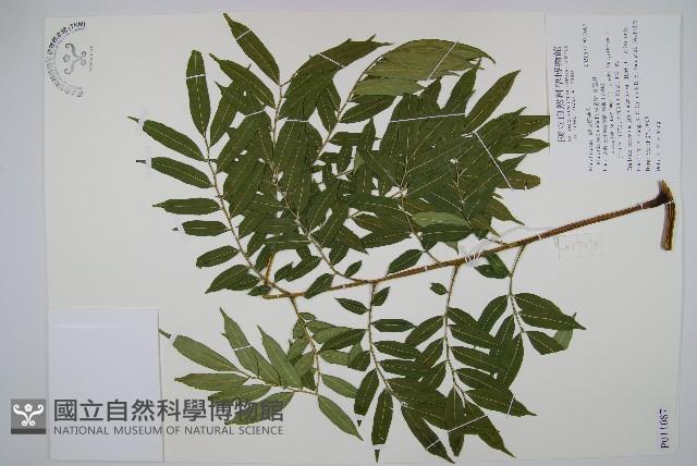 觀音座蓮舅藏品圖，第1張