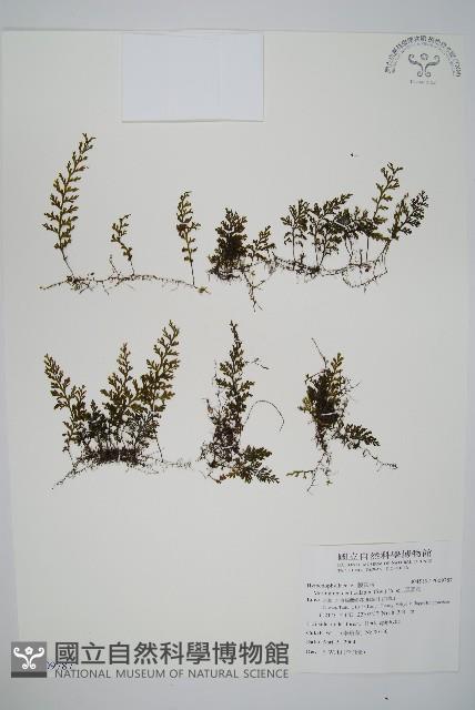 厚壁蕨藏品圖，第1張