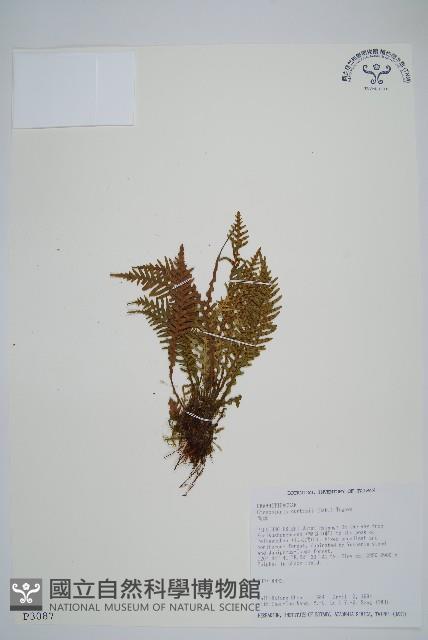 蒿蕨藏品圖，第1張