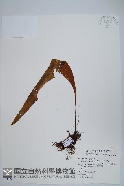 鱗瓦葦、長柄瓦葦藏品圖，第1張