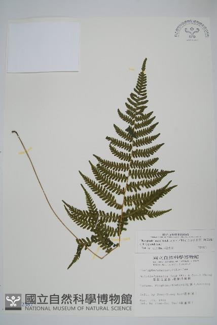 柔葉金星蕨藏品圖，第1張