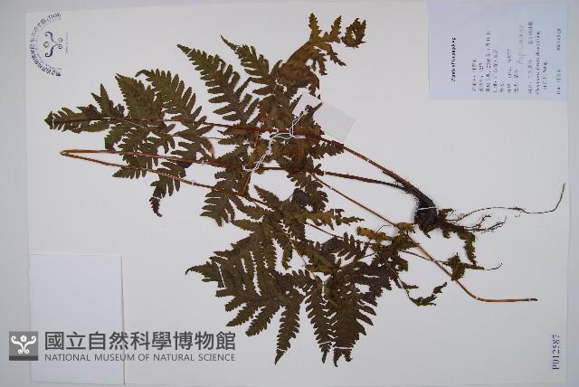 毛葉軸脈蕨藏品圖，第1張