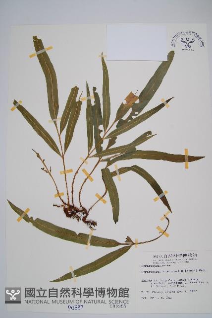 羅蔓藤蕨藏品圖，第1張