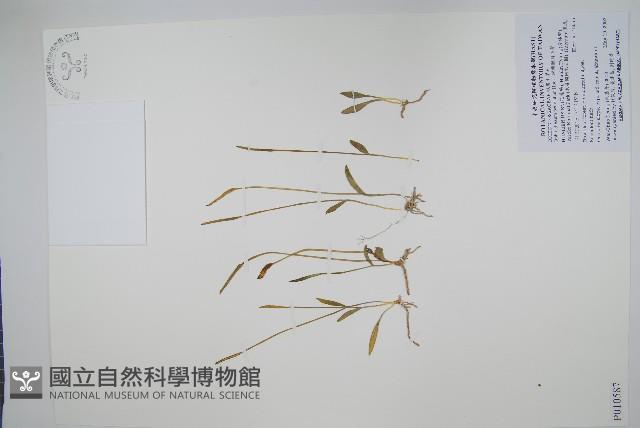 狹葉瓶爾小草藏品圖，第1張