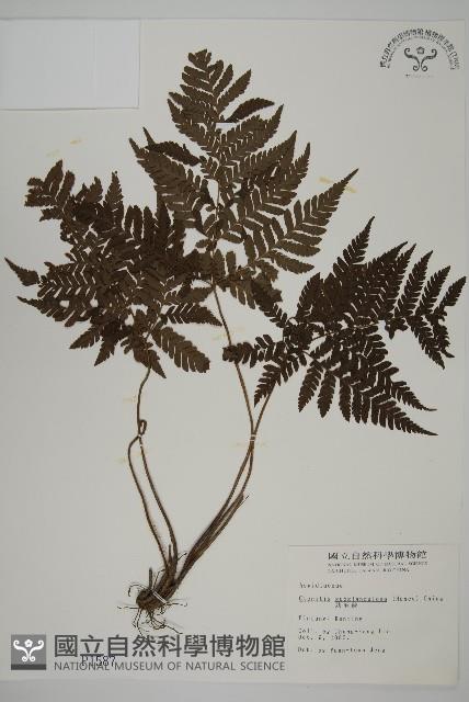 肋毛蕨藏品圖，第1張