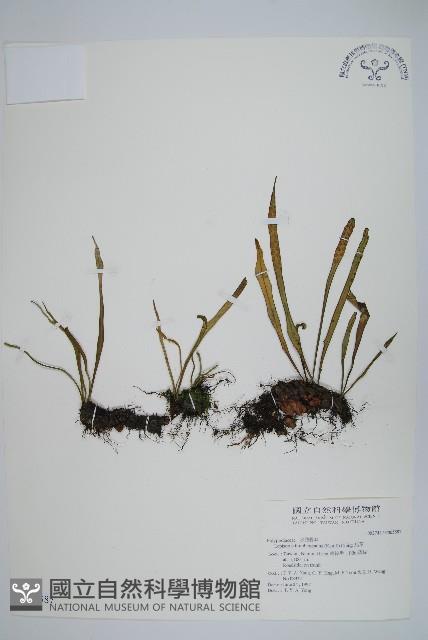 瓦葦藏品圖，第1張