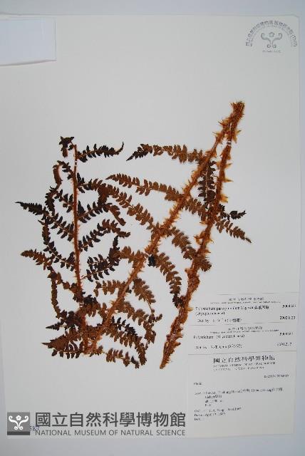 尖葉耳蕨藏品圖，第1張