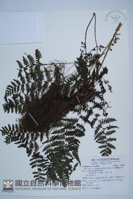 大葉貞蕨藏品圖，第1張