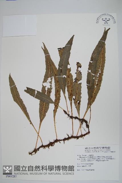 波氏星蕨藏品圖，第1張