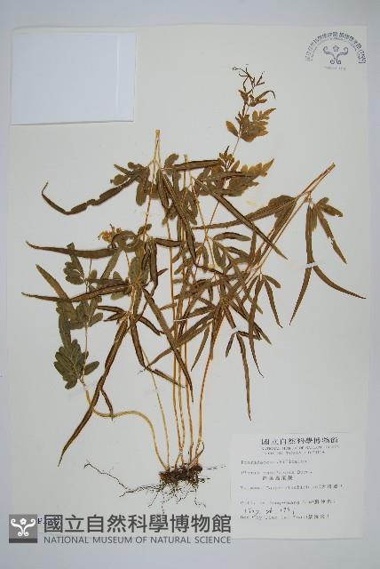 箭葉鳳尾蕨藏品圖，第1張