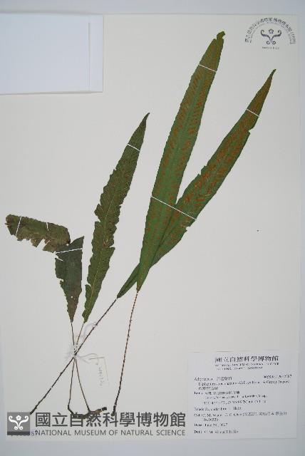 單葉雙蓋蕨藏品圖，第1張