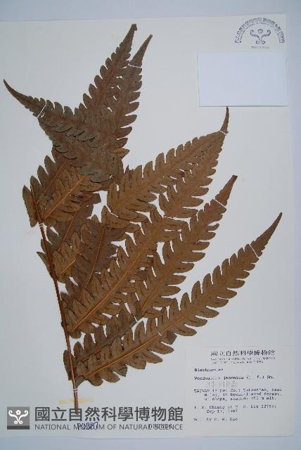 日本狗脊蕨藏品圖，第1張