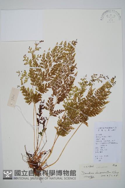 烏蕨藏品圖，第1張