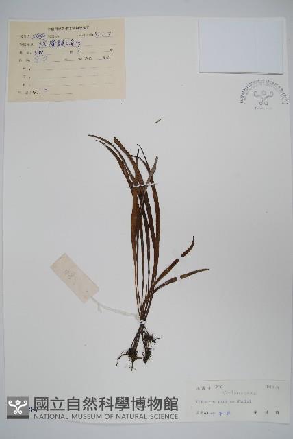 紐柄書帶蕨藏品圖，第1張