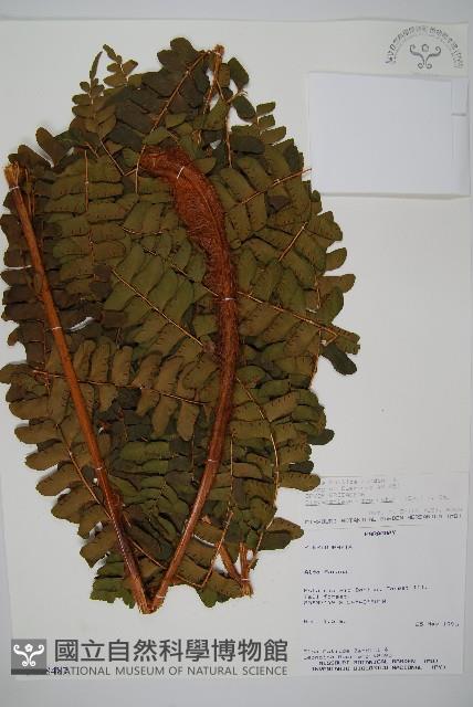 登錄號:P008487藏品圖，第1張