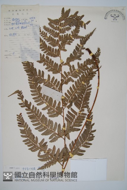 中華複葉耳蕨藏品圖，第1張