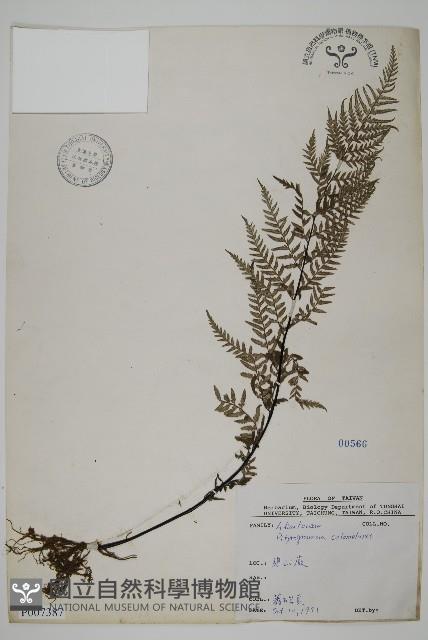 粉葉蕨藏品圖，第1張