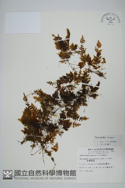 華東膜蕨藏品圖，第1張