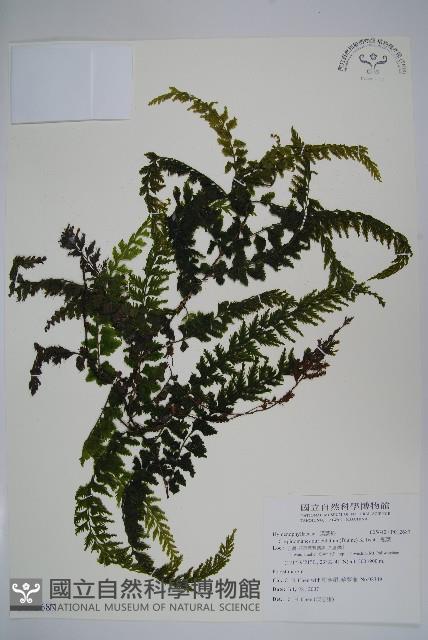 瓶蕨藏品圖，第1張