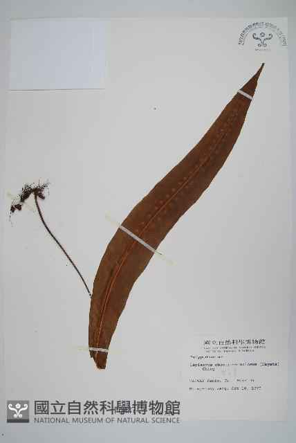 大星蕨藏品圖，第1張