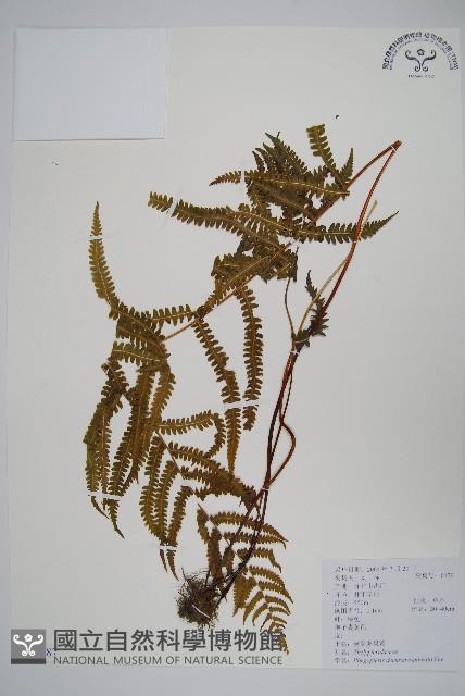 翅軸假金星蕨、短柄卵果蕨藏品圖，第1張