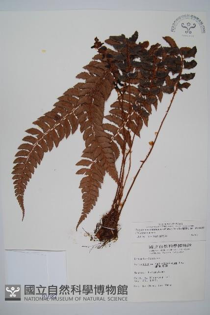 軟骨耳蕨藏品圖，第1張