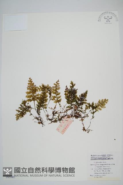 頂果膜蕨藏品圖，第1張