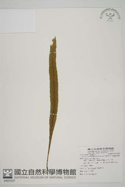 劍葉鐵角蕨、箭葉鐵角蕨藏品圖，第1張