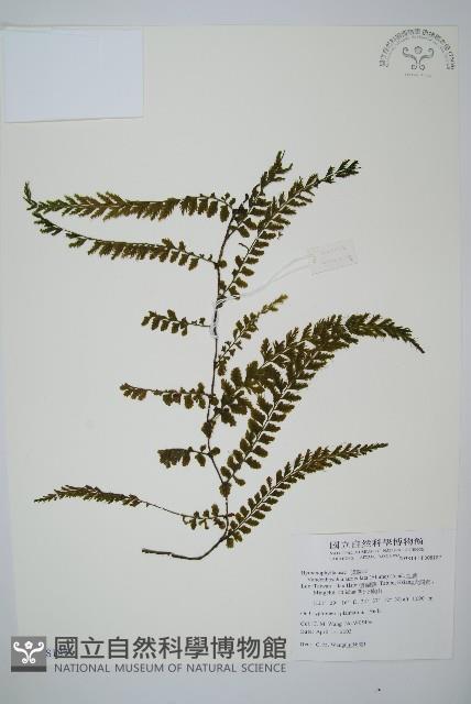 瓶蕨藏品圖，第1張