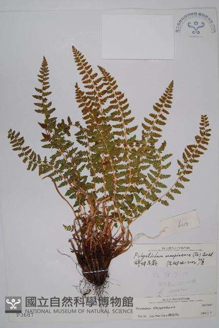 寶興耳蕨藏品圖，第1張