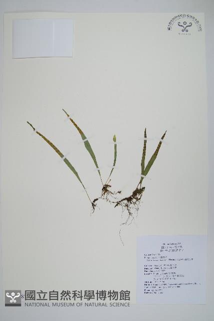 擬芨瓦葦藏品圖，第1張