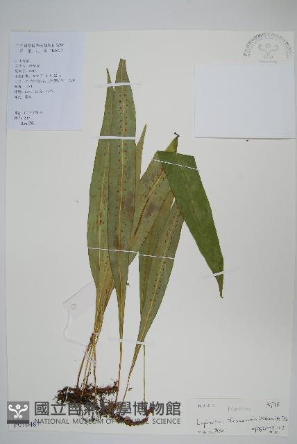 擬瓦葦藏品圖，第2張