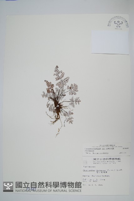 臺灣粉背蕨藏品圖，第1張